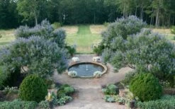 Blue Chaste Tree - Vitex Agnus-castus - 3 Gallon Pot 13 Blue Chaste Tree - Vitex Agnus-castus - 3 Gallon Pot -Garden Plant Shop Vitex Chaste Tree 11