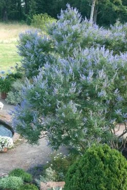 Blue Chaste Tree - Vitex Agnus-castus - 3 Gallon Pot 12 Blue Chaste Tree - Vitex Agnus-castus - 3 Gallon Pot -Garden Plant Shop Vitex Chaste Tree 13