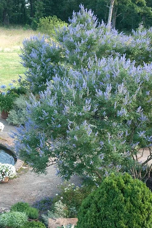 Blue Chaste Tree - Vitex Agnus-castus - 3 Gallon Pot 5 Blue Chaste Tree - Vitex Agnus-castus - 3 Gallon Pot - Image 5