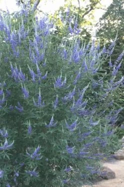 Blue Chaste Tree - Vitex Agnus-castus - 1 Gallon Pot -Garden Plant Shop Vitex Chaste Tree 14 1