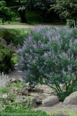 Shoal Creek Chaste Tree (Vitex) - 5 Gallon Pot -Garden Plant Shop Vitex Shoal Creek 17 2