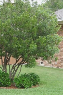 Southern Wax Myrtle - 3 Gallon Pot -Garden Plant Shop Wax Myrtle Southern 1 500x750 1