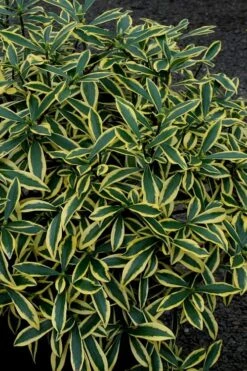 Marianni Variegated Pink Winter Daphne - 2 Gallon Pot 8 Marianni Variegated Pink Winter Daphne - 2 Gallon Pot -Garden Plant Shop Winter Daphne Marianni 2