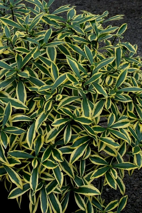 Marianni Variegated Pink Winter Daphne - 2 Gallon Pot 4 Marianni Variegated Pink Winter Daphne - 2 Gallon Pot - Image 4