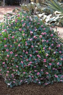 Zuiko Nishiki Winter Daphne Odora - 2 Gallon Pot -Garden Plant Shop Winter Daphne Zuiko Nishiki 3