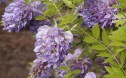 Amethyst Falls Wisteria Vine - 2 Gallon Pot 12 Amethyst Falls Wisteria Vine - 2 Gallon Pot -Garden Plant Shop Wisteria Amethyst Falls 50 2