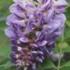 Amethyst Falls Wisteria Vine - 1 Gallon Pot