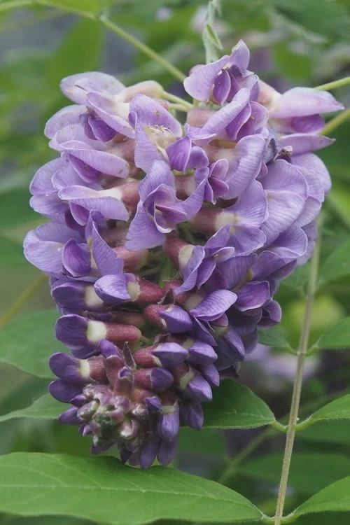 Amethyst Falls Wisteria Vine - 2 Gallon Pot 1 Amethyst Falls Wisteria Vine - 2 Gallon Pot