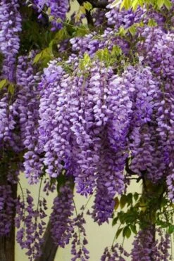 Fragrant Royal Purple Wisteria Vine - 5 Gallon Pot -Garden Plant Shop Wisteria Royal Purple 1