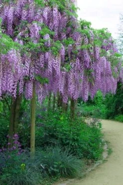 Fragrant Royal Purple Wisteria Vine - 5 Gallon Pot