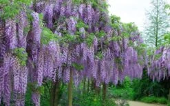Fragrant Royal Purple Wisteria Vine - 5 Gallon Pot -Garden Plant Shop Wisteria Royal Purple 4