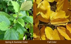 Little Prospect Golden American Witch Hazel (Hamamelis Virginiana) - 5 Gallon Pot -Garden Plant Shop Witch Hazel Common American 10