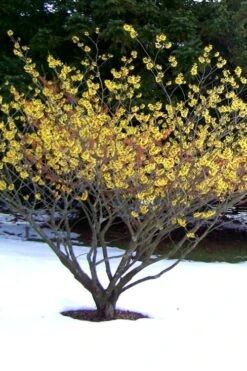 Little Prospect Golden American Witch Hazel (Hamamelis Virginiana) - 5 Gallon Pot -Garden Plant Shop Witch hazel Common American Yellow 6