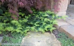 Creeping Japanese Plum Yew (Cephalotaxus Harringtonia 'Prostrata') - 7 Gallon Pot -Garden Plant Shop Yew Creeping 2 50 5