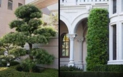 Podocarpus Macrophyllus Upright Yew - 3 Gallon Pot -Garden Plant Shop Yew Podocarpus 2 1