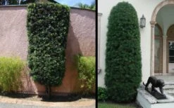 Podocarpus Macrophyllus Upright Yew - 1 Gallon Pot -Garden Plant Shop Yew Podocarpus 3