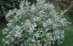 Woodlanders Blue Dusty Zenobia (Honeycup) - 1 Gallon Pot 15 Woodlanders Blue Dusty Zenobia (Honeycup) - 1 Gallon Pot -Garden Plant Shop Zenobia Woodlanders Blue 20 1