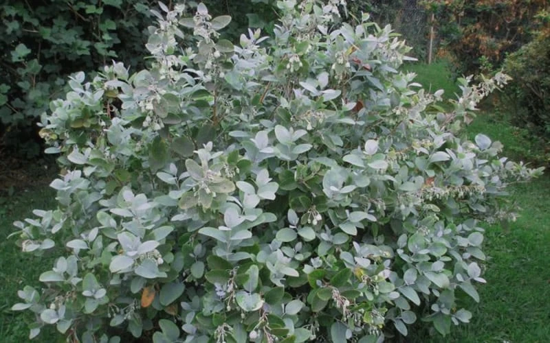 Woodlanders Blue Dusty Zenobia (Honeycup) - 1 Gallon Pot 8 Woodlanders Blue Dusty Zenobia (Honeycup) - 1 Gallon Pot - Image 8