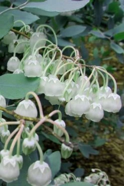 Woodlanders Blue Dusty Zenobia (Honeycup) - 3 Gallon Pot 14 Woodlanders Blue Dusty Zenobia (Honeycup) - 3 Gallon Pot -Garden Plant Shop Zenobia Woodlanders Blue 7