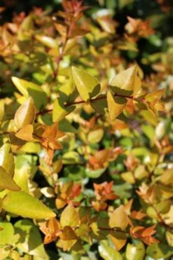 Canyon Creek Abelia - 3 Gallon Pot -Garden Plant Shop abelia grandiflora canyon creek 1
