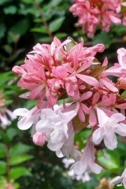 Canyon Creek Abelia - 3 Gallon Pot -Garden Plant Shop abelia grandiflora canyon creek 3