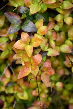 Canyon Creek Abelia - 3 Gallon Pot -Garden Plant Shop abelia grandiflora canyon creek 4