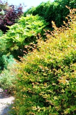 Canyon Creek Abelia - 3 Gallon Pot -Garden Plant Shop abelia grandiflora canyon creek 6