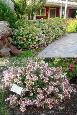 Little Richard Dwarf Abelia - 3 Gallon Pot 13 Little Richard Dwarf Abelia - 3 Gallon Pot -Garden Plant Shop abelia grandiflora little richard 1