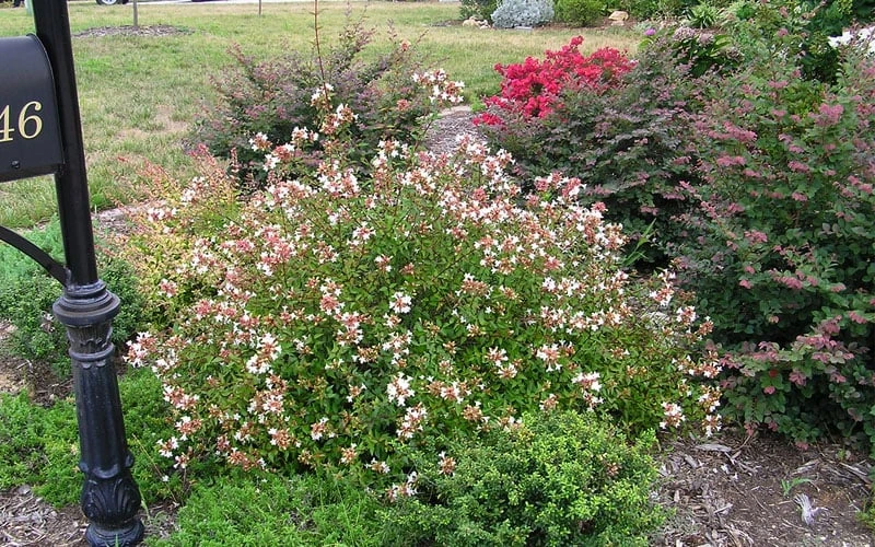 Little Richard Dwarf Abelia - 3 Gallon Pot 9 Little Richard Dwarf Abelia - 3 Gallon Pot - Image 9