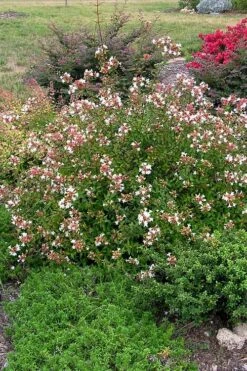 Little Richard Dwarf Abelia - 3 Gallon Pot 19 Little Richard Dwarf Abelia - 3 Gallon Pot -Garden Plant Shop abelia grandiflora little richard 3