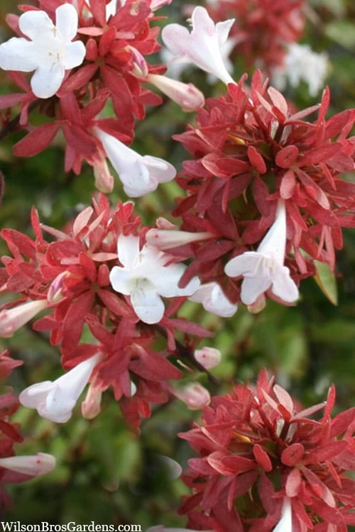Little Richard Dwarf Abelia - 3 Gallon Pot 5 Little Richard Dwarf Abelia - 3 Gallon Pot - Image 5