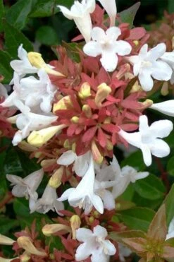 Little Richard Dwarf Abelia - 3 Gallon Pot 16 Little Richard Dwarf Abelia - 3 Gallon Pot -Garden Plant Shop abelia grandiflora little richard 7