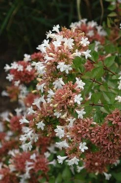 Little Richard Dwarf Abelia - 3 Gallon Pot 15 Little Richard Dwarf Abelia - 3 Gallon Pot -Garden Plant Shop abelia grandiflora little richard 8