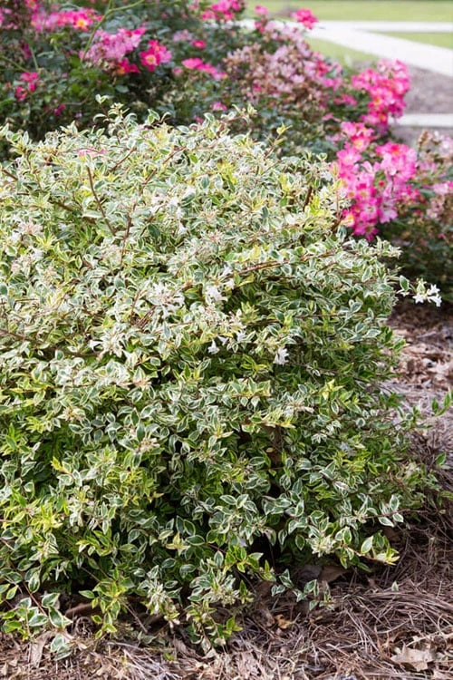 Miss Lemon Dwarf Abelia - 1 Gallon Pot 5 Miss Lemon Dwarf Abelia - 1 Gallon Pot - Image 5