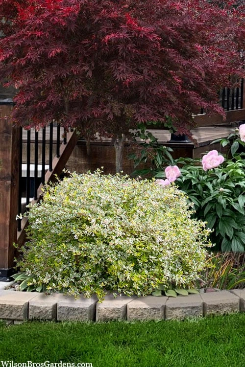 Miss Lemon Dwarf Abelia - 1 Gallon Pot 1 Miss Lemon Dwarf Abelia - 1 Gallon Pot