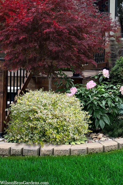 Miss Lemon Dwarf Abelia - 1 Gallon Pot 6 Miss Lemon Dwarf Abelia - 1 Gallon Pot - Image 6