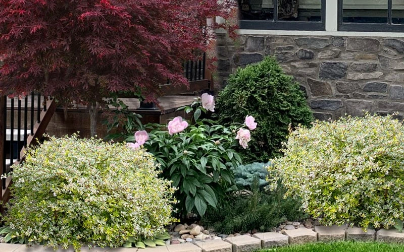 Miss Lemon Dwarf Abelia - 1 Gallon Pot 3 Miss Lemon Dwarf Abelia - 1 Gallon Pot - Image 3