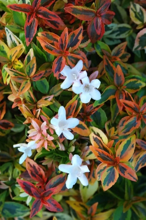 Kaleidoscope Dwarf Abelia - 2 Gallon Pot 1 Kaleidoscope Dwarf Abelia - 2 Gallon Pot
