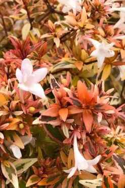 Suntastic Peach Dwarf Abelia - 3 Gallon Pot -Garden Plant Shop abelia suntastic peach 1