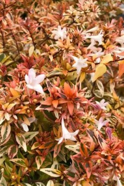 Suntastic Peach Dwarf Abelia - 3 Gallon Pot -Garden Plant Shop abelia suntastic peach 2