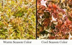 Suntastic Peach Dwarf Abelia - 3 Gallon Pot -Garden Plant Shop abelia suntastic peach 3