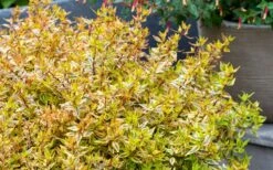 Suntastic Peach Dwarf Abelia - 3 Gallon Pot -Garden Plant Shop abelia suntastic peach 4