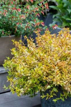 Suntastic Peach Dwarf Abelia - 3 Gallon Pot -Garden Plant Shop abelia suntastic peach 5