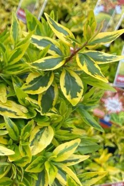 Suntastic Peach Dwarf Abelia - 3 Gallon Pot -Garden Plant Shop abelia suntastic peach 6