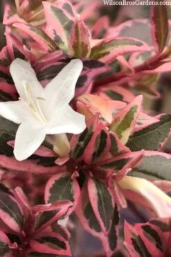 Suntastic Pink Dwarf Abelia - 3 Gallon Pot -Garden Plant Shop abelia suntastic pink 11 1