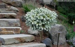 Ice Breaker Korean Fir (Single Trunk Topiary) - 3 Gallon Pot -Garden Plant Shop abies koreana kouhouts ice breaker korean fir 2 1