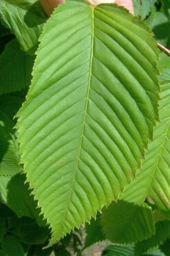 Hornbeam Maple (Acer Carpinifolium) - 3 Gallon Pot -Garden Plant Shop acer carpinifolium hornbeam maple tree 4