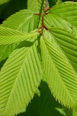 Hornbeam Maple (Acer Carpinifolium) - 3 Gallon Pot -Garden Plant Shop acer carpinifolium hornbeam maple tree 5