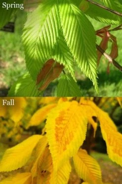 Hornbeam Maple (Acer Carpinifolium) - 3 Gallon Pot -Garden Plant Shop acer carpinifolium hornbeam maple tree 6