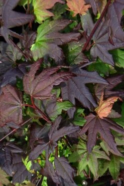 Burgundy Jewel Vine Maple (Acer Circinatum) - 5 Gallon Pot -Garden Plant Shop acer circinatum burgundy jewel vine maple 4